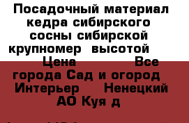 Посадочный материал кедра сибирского (сосны сибирской) крупномер, высотой 3-3.5  › Цена ­ 19 800 - Все города Сад и огород » Интерьер   . Ненецкий АО,Куя д.